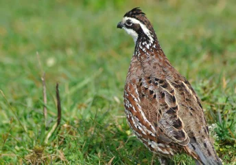 Gamebird Feeding Guide - Thomas Moor Feed quail standing in grassy field