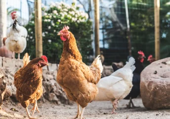 Chickens, both brown and white, standing inside a wooden coop.