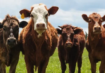 Line of beef cattle standing in a green pasture, facing the camera with yellow ear tags under a cloudy sky.