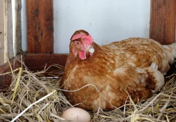 Brown hen nesting in a straw-filled box with a freshly laid egg.