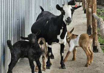 Healthy adult goats and baby goat kids on a farm, highlighting goat nutrition, livestock care, and herd management