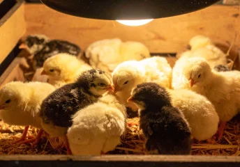 Raising baby chicks for beginners in a warm brooder under a heat lamp with bedding and young chicks gathered together.