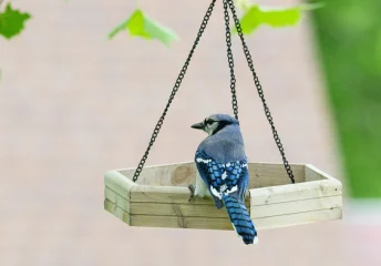 Backyard birds to watch in Texas this season blue jay perched on a hanging wooden feeder