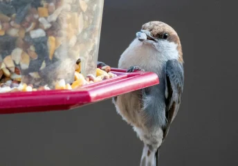 Prepare Backyard Feeders for Spring Migration with a small bird perched on a backyard feeder eating seed.