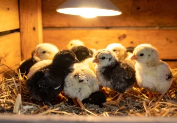 Brooder setup tips for healthy chicks under a heat lamp in a wooden brooder