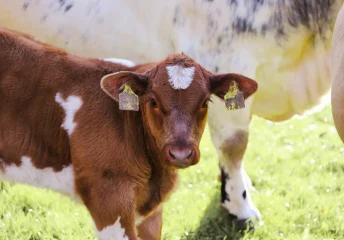 Brown-and-white calf with ear tags standing on green grass beside its mother.