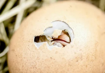 egg to chick Close-up of a hatching egg with a chick’s beak and feathers peeking through a cracked shell on a nest of straw.