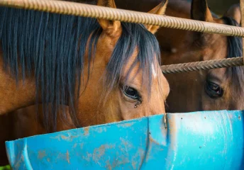 Two horses eating feed for an equine nutrition guide