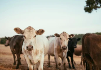 Mixed herd of healthy cattle and goats grazing in a green pasture, illustrating good nutrition.