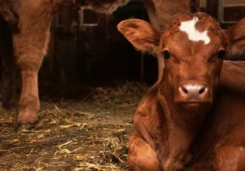 Calf weaning nutrition tips from Thomas Moore Feed